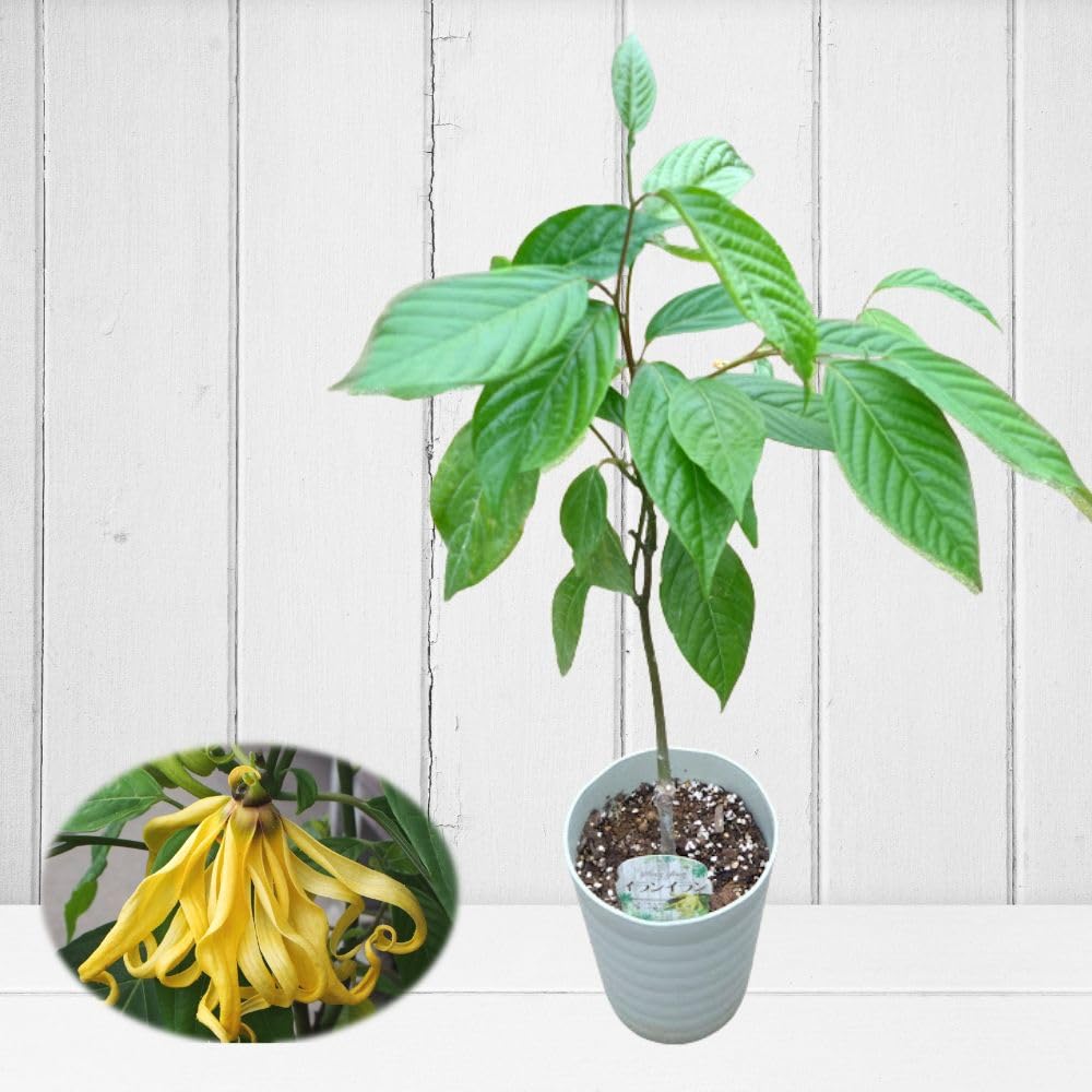 Amazon.co.jp: 魅惑の香り 《 イランイランの木 6号鉢 》希少熱帯植物